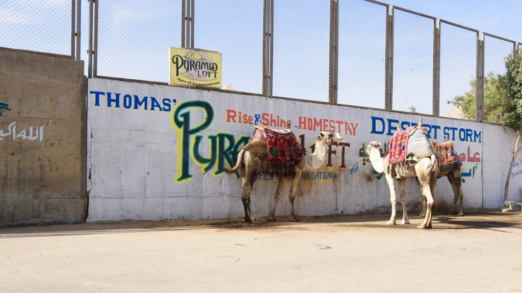 A street in Giza with Camels. 