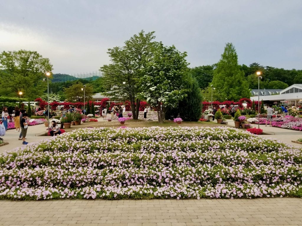 You will find flowers everywhere in Ashikaga Flower Park.