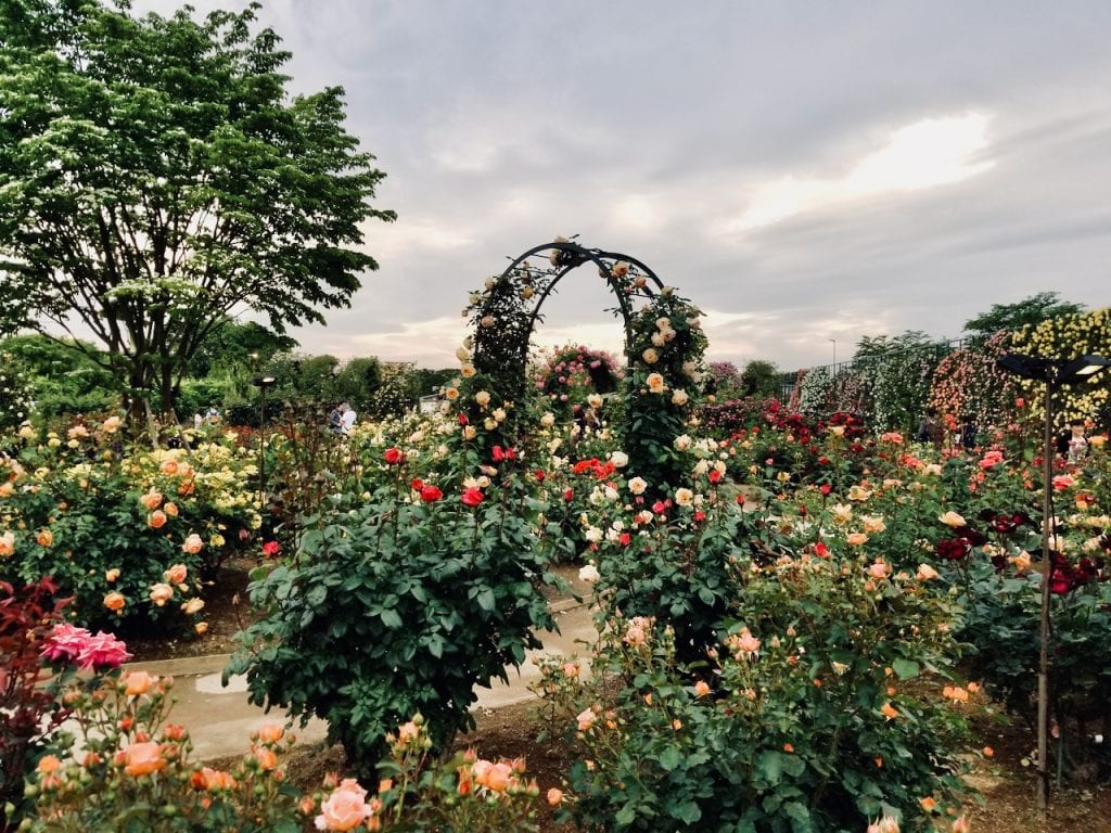 Instagrammable pace in Ashikaga Flower Park.