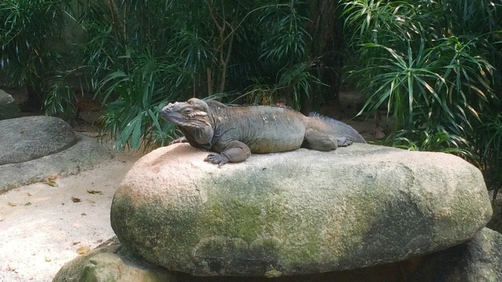 Crocodile in Singapore Zoo