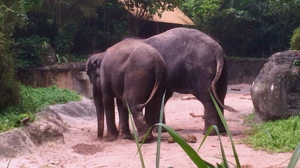 Elephants in Singapore Zoo