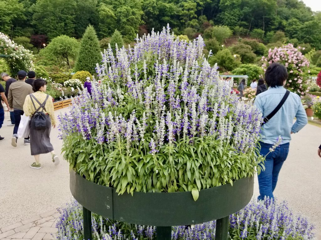 A cake of flowers in Ashikaga Flower Park. 