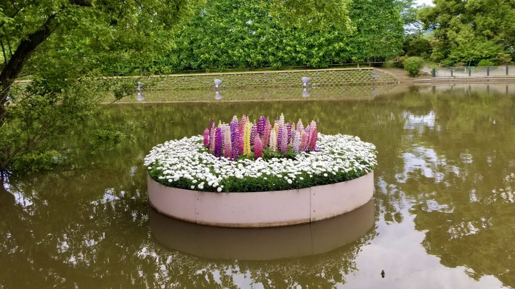 Floating flowers in Ashikaga Flower Park.