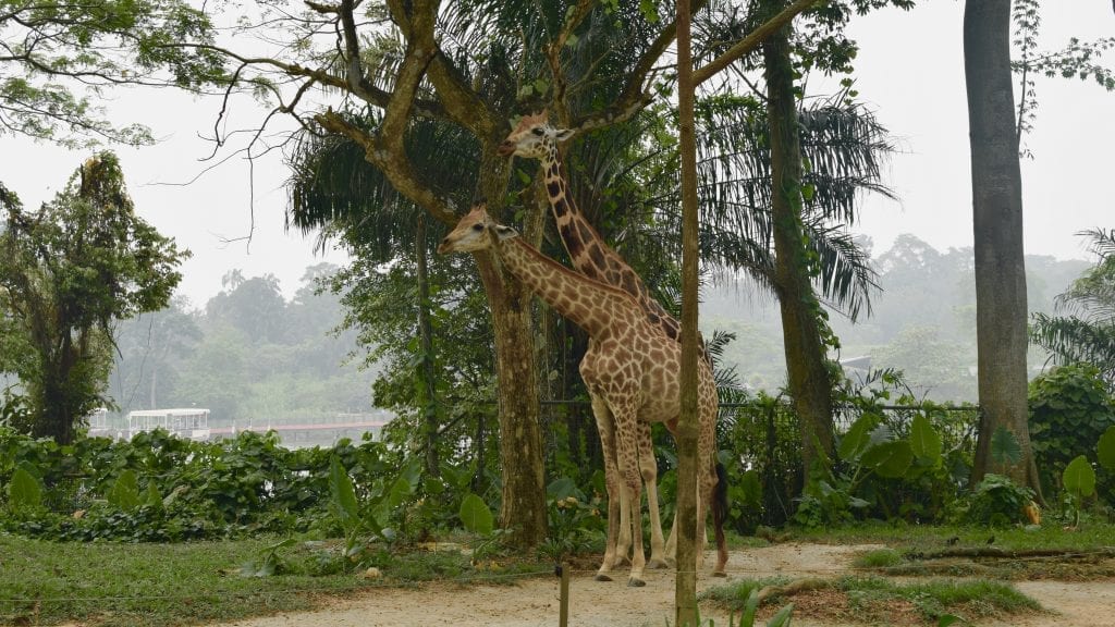 Giraffe in Singapore Zoo. A visit to Singapore Zoo should be on top of your 4 Day Singapore Itinerary. 