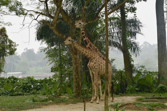 Giraffe in Singapore Zoo