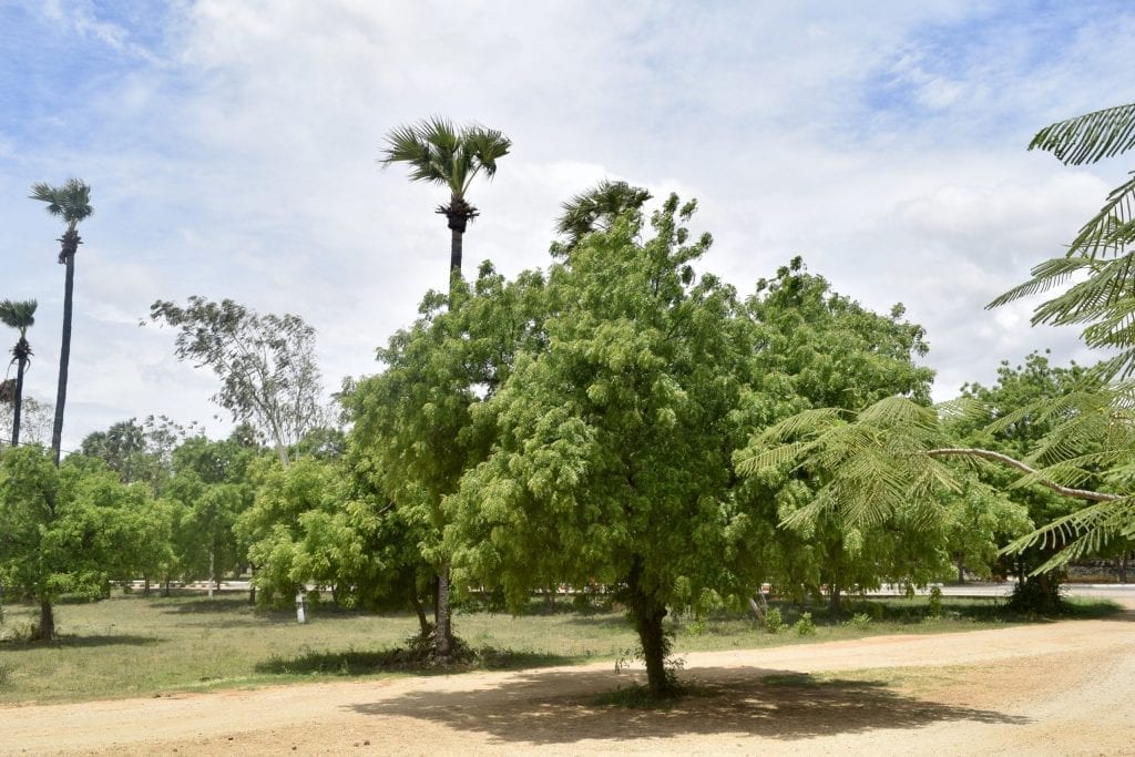 Green treen in the Bagan archaeological complex