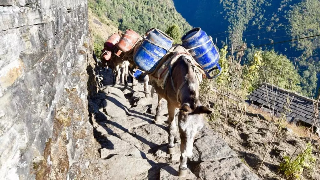 Horses are used for carrying goods during ABC Trek.