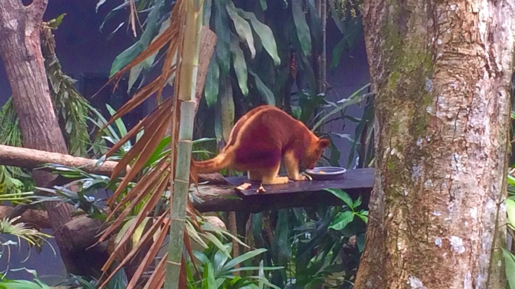 Kangaroo in Singapore Zoo