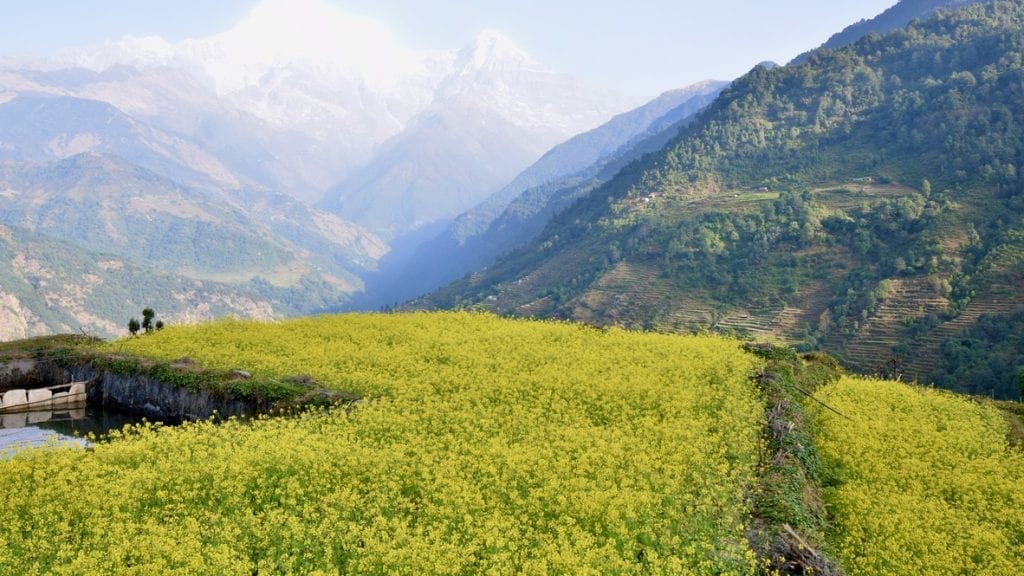 Yellow mustered field on during the Annapurna base camp trek
