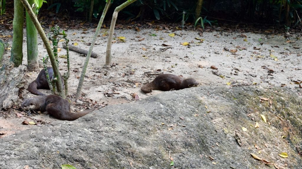 Otters in Singapore Zoo