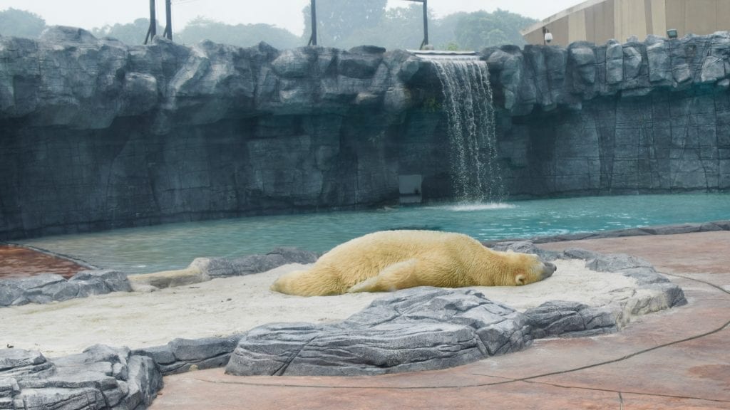 Polar Bear Singapore Zoo