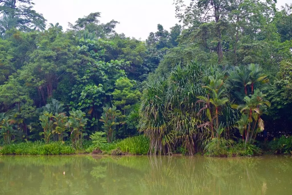 Pond in Singapore Botanic Gardens