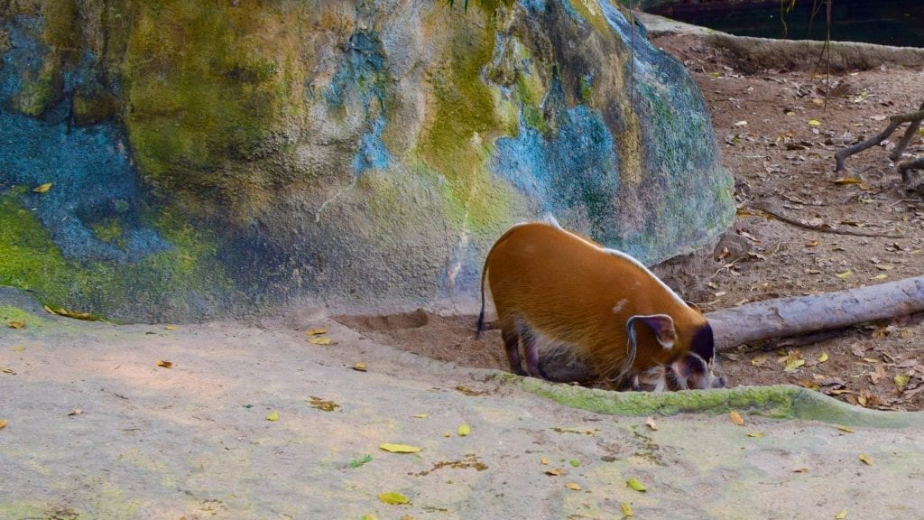 Red River Hog in Singapore Zoo