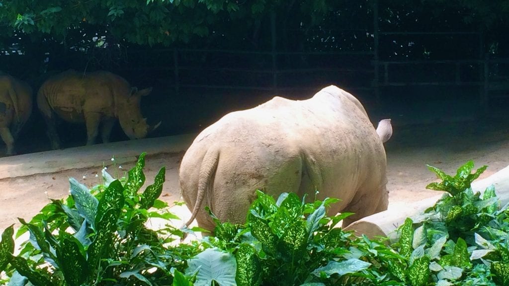 Rhinoceros in Singapore Zoo