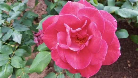 Rose in Ashikaga Flower Park, Japan
