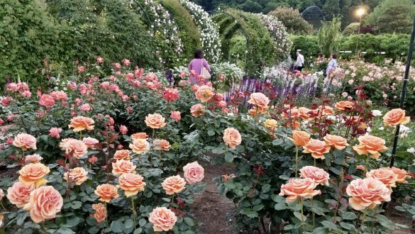 Rose garden in Ashikaga flower park