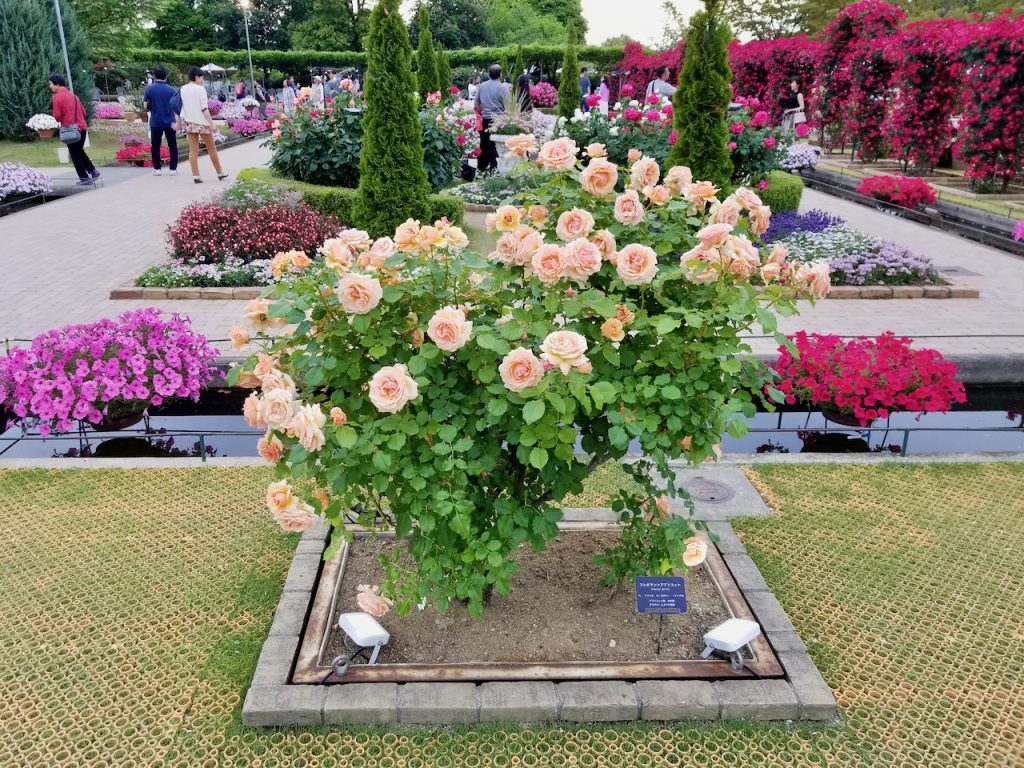 White rose in Ashikaga Flower Park.