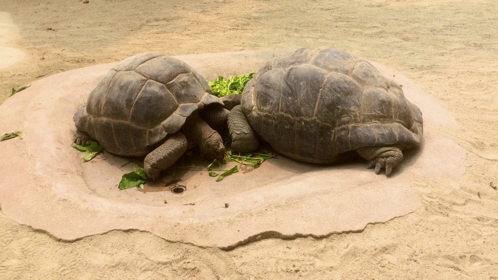 Turtles in Singapore Zoo