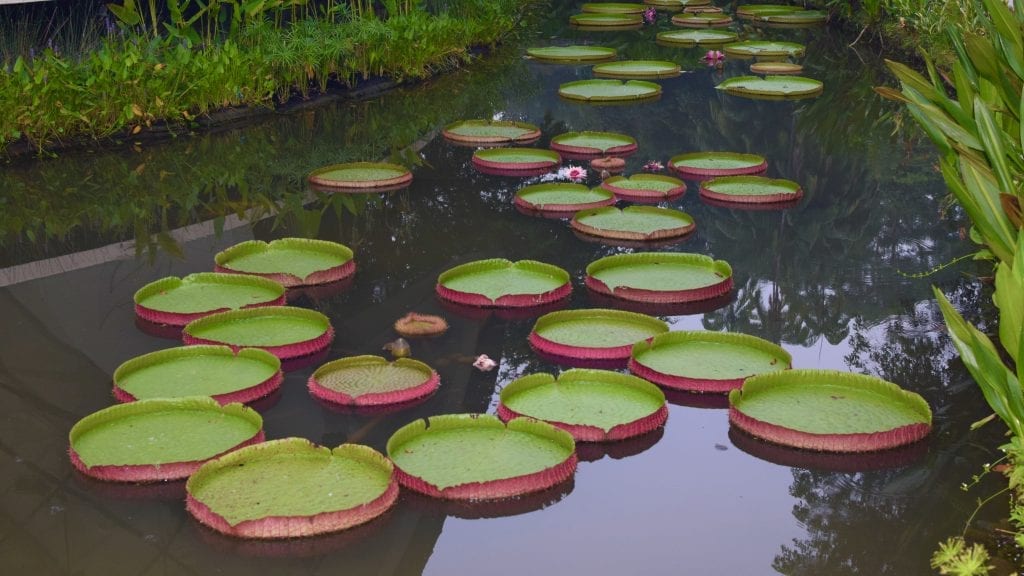 Water Lilies in Singapore Botanic Gardens should be on your 4 Day Singapore Itinerary.