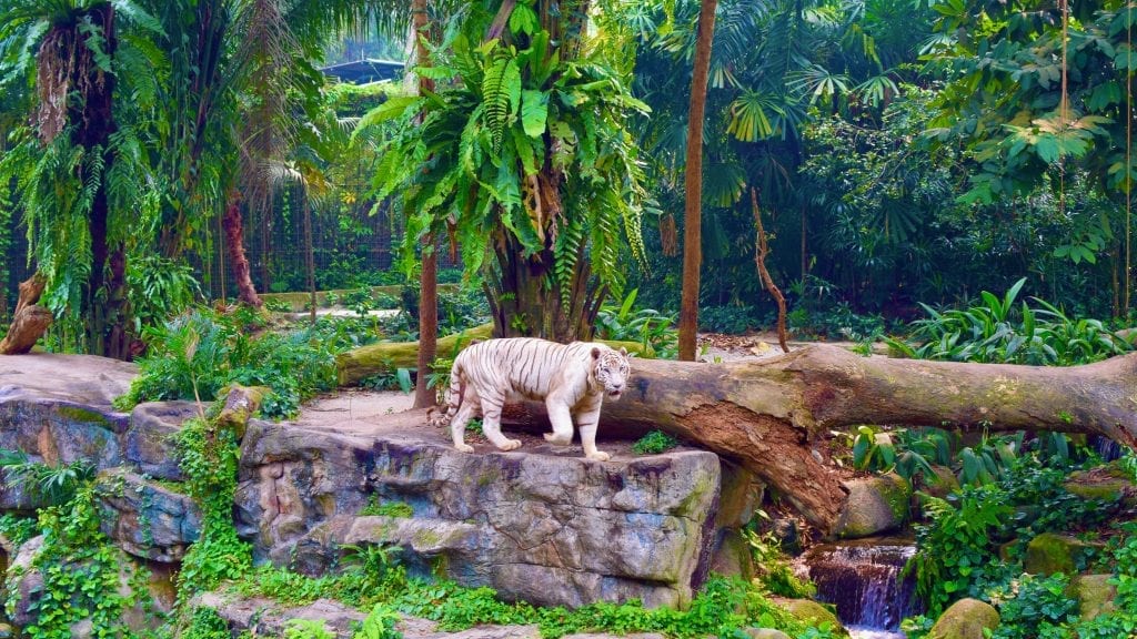 White Tiger in Singapore Zoo