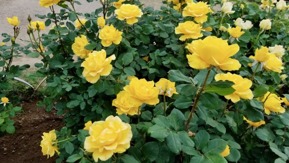 Yellow rose in Ashikaga flower park