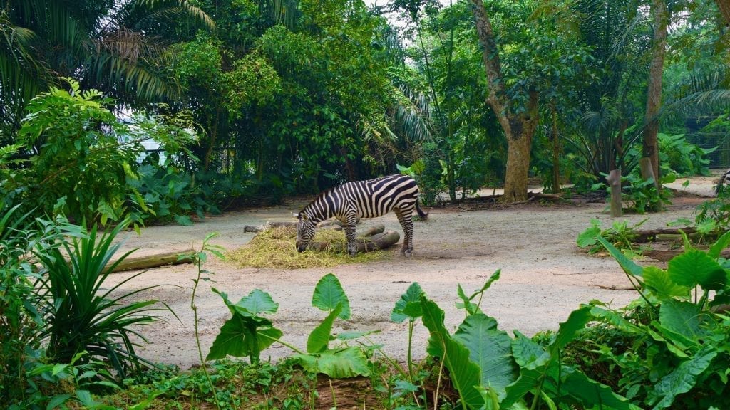 Zebra in Singapore Zoo