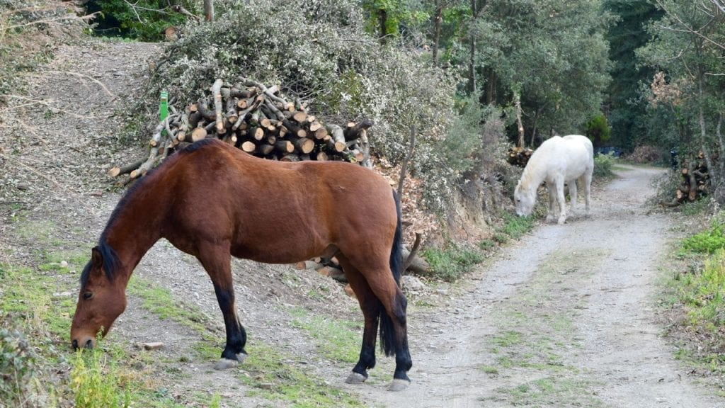 Two horses are playing in the village of Montseny.