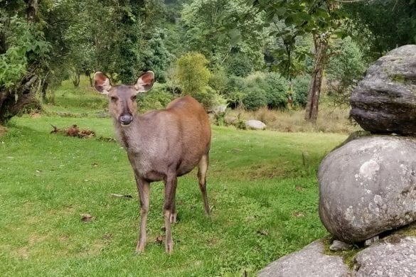 Deers in Royal Botanical Park in Bhutan