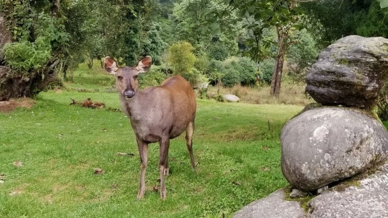 Deers in Royal Botanical Park in Bhutan