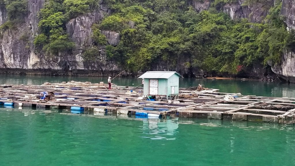 A fisherman is catching fish in Cai Beo fishing village in Lan Ha Bay