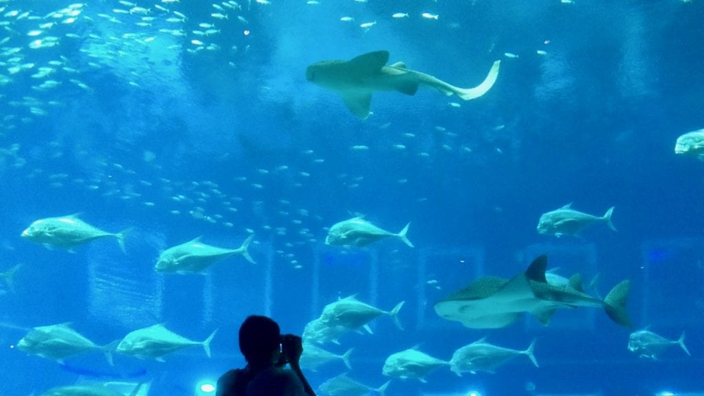 Sharks in S.E.A Aquarium. You must put it on your 4 day Singapore itinerary list. 