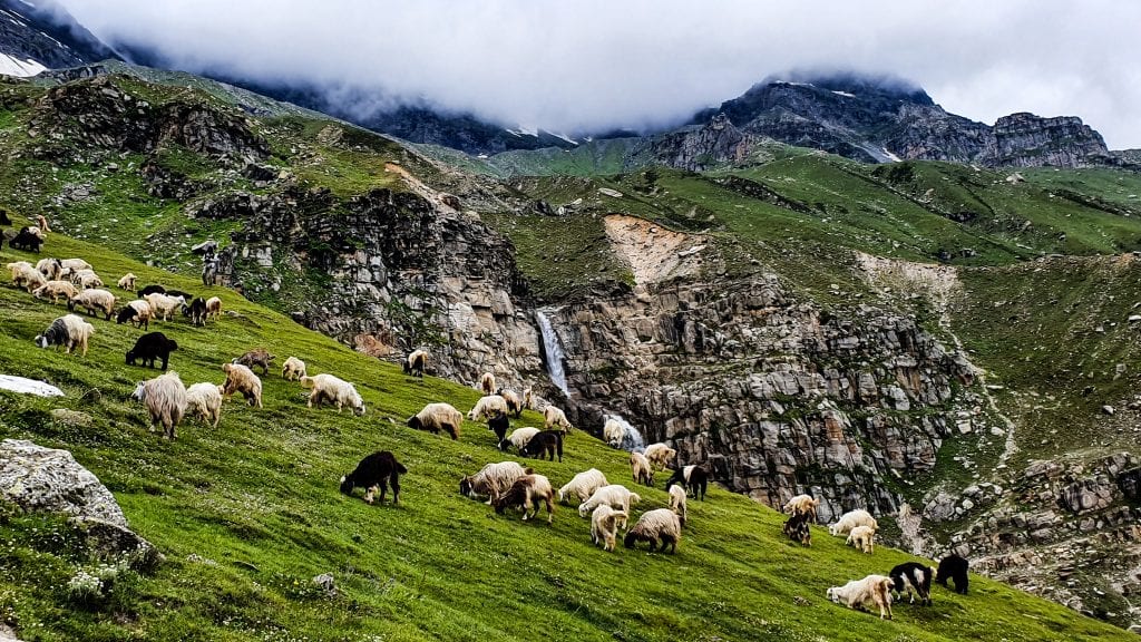 Sheep are gazing in Himachal Pradesh. 