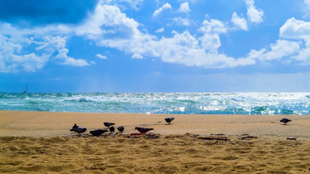 Pigeons are playing in the beaches near Barcelona.