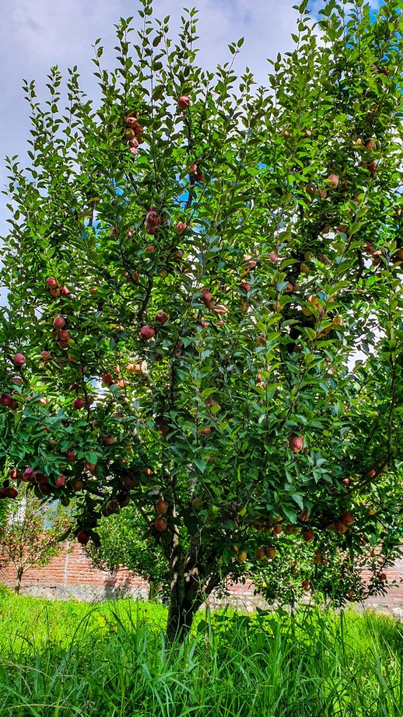 Apple Orchards in Manali