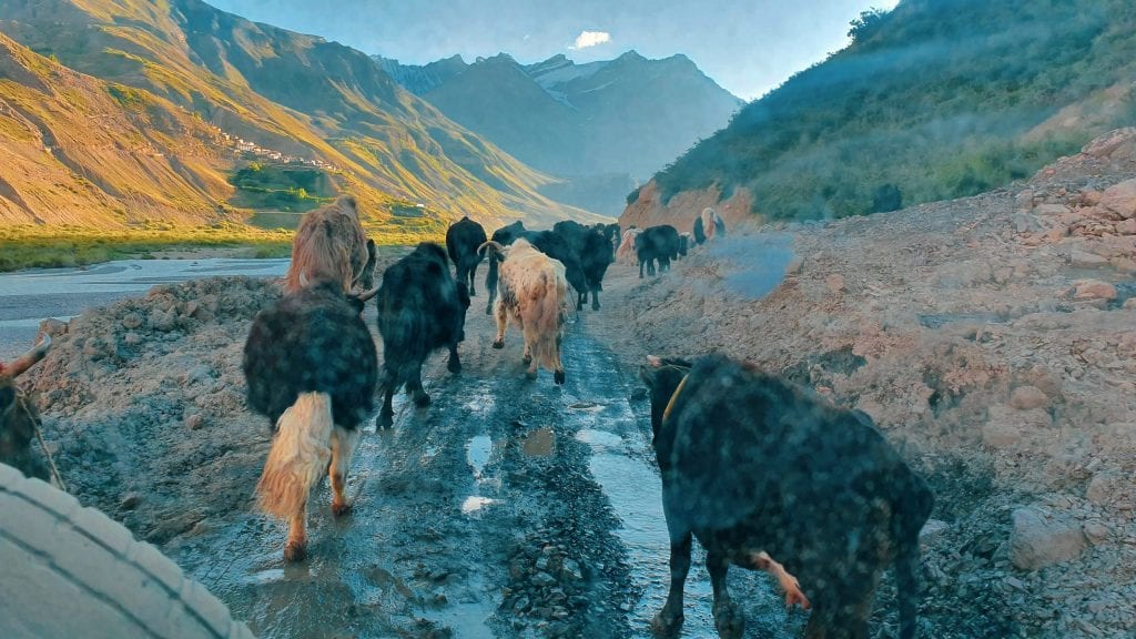 Buffalos in Spiti Valley