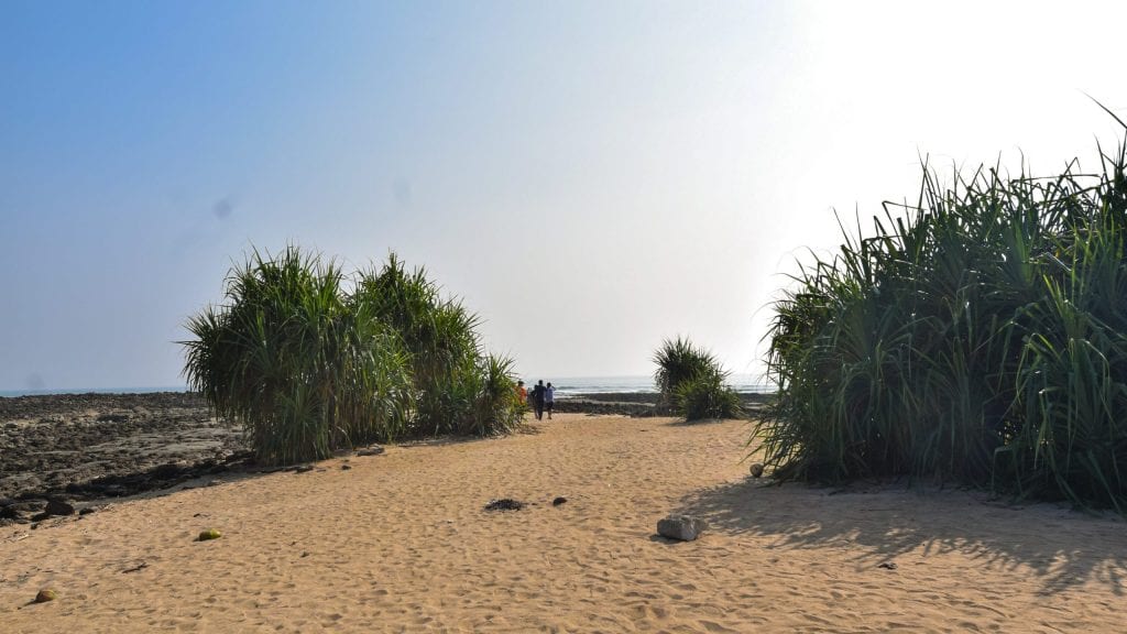 Bush in Chhera Dip in Bangladesh