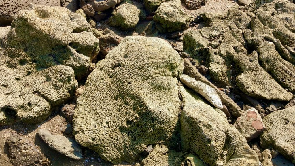 Coral in Saint Martin's Island in Bangladesh