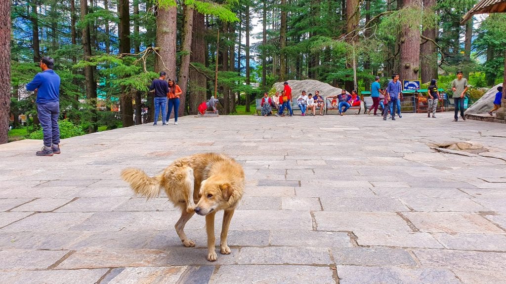 Hadimba Devi Temple Terrace. This is a good place to visit in Manali. 