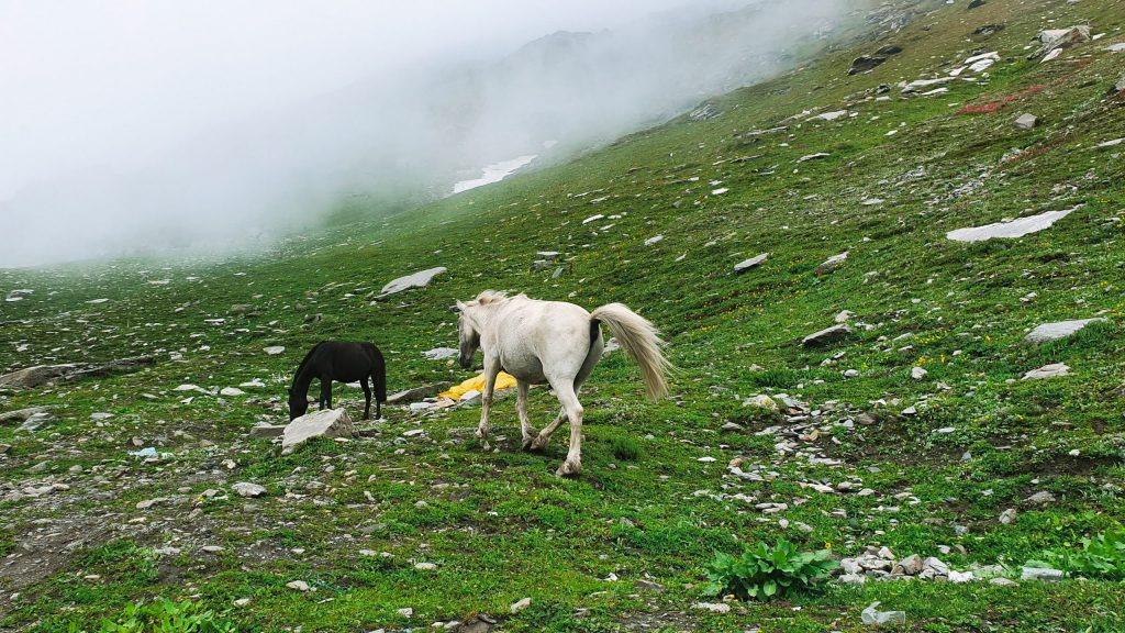 Two horses are playing in the Rohtang pass on the way to Spiti Valley from Manali. 