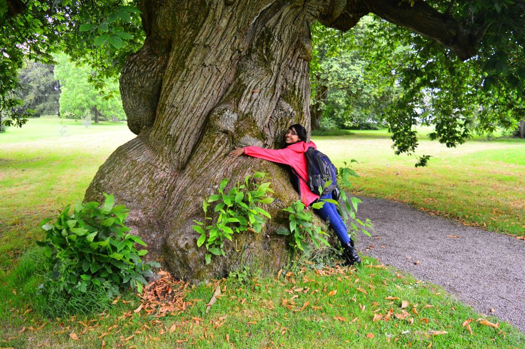 Yew tree in Blarney Castle