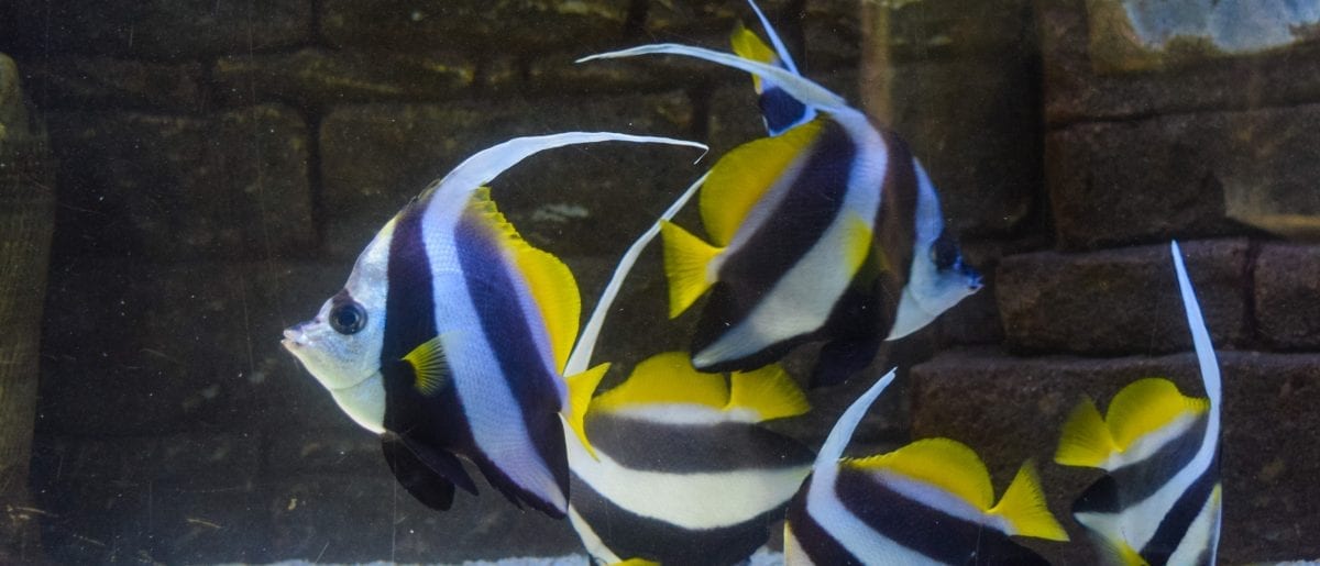 Colorful fish in underwater aquarium - Langkawi itinerary