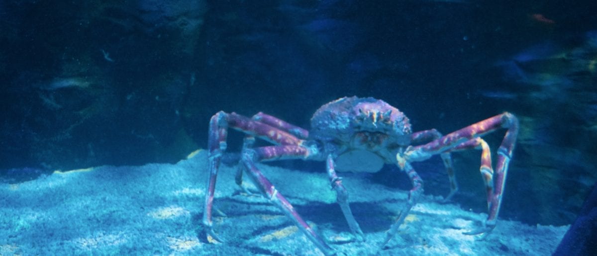 Crabs in Underwater World Langkawi