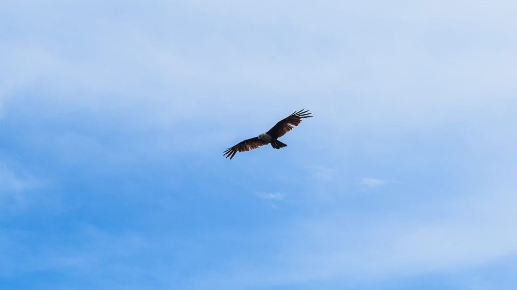 Eagle in Langkawi