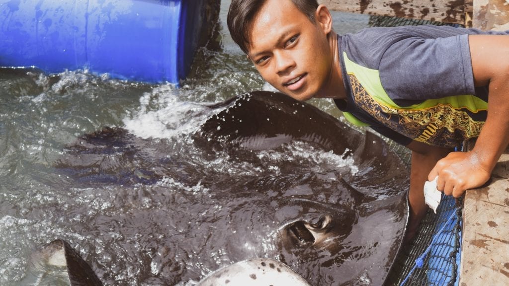 Fish feeding in Langkawi floating farm