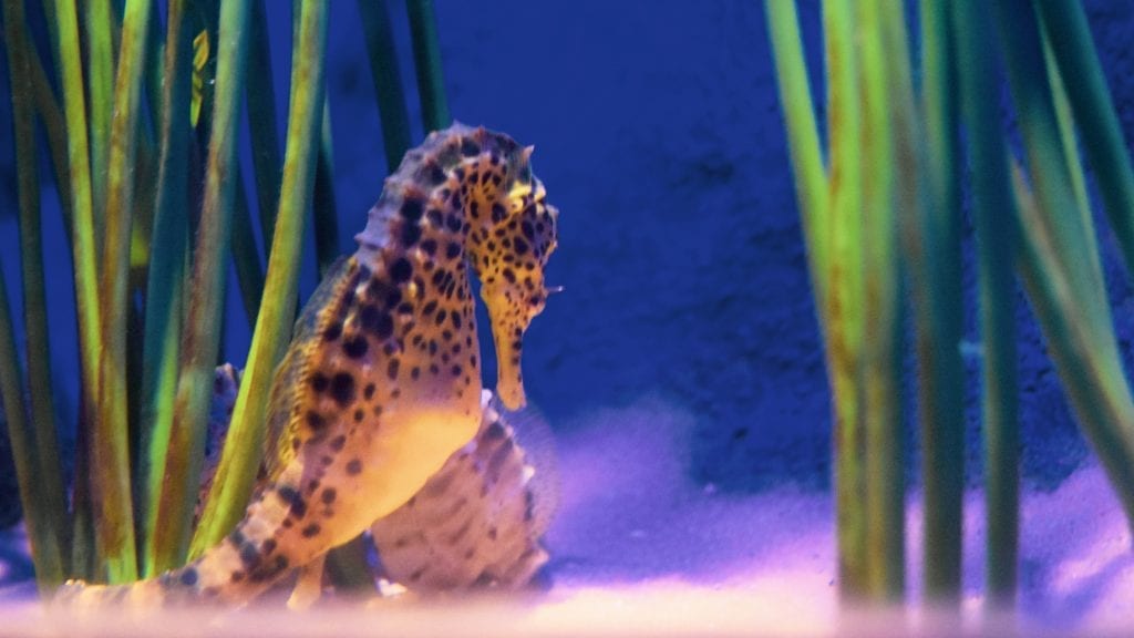 horse Fish in Langkawi Underwater World