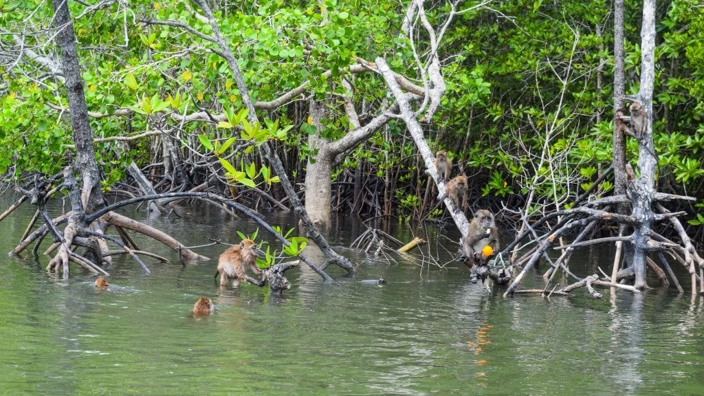 Monkeys eating oranges in Langkawi