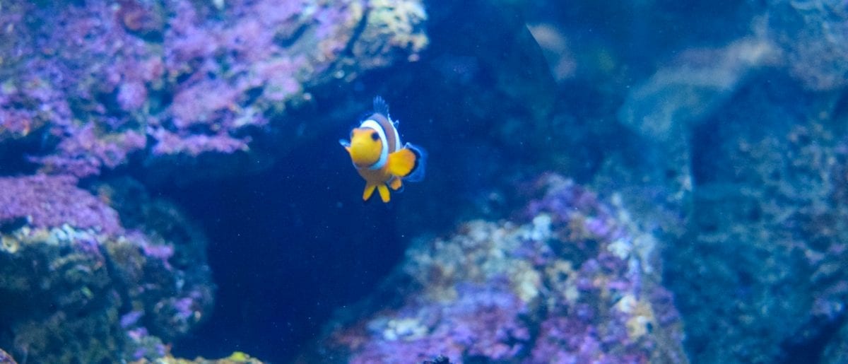 Nemo fish in Underwater World Langkawi - things to see in Langkawi