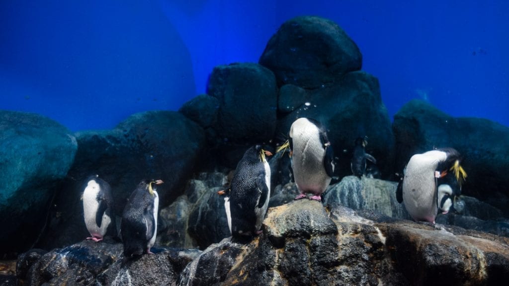 Penguins in Langkawi Underwater World