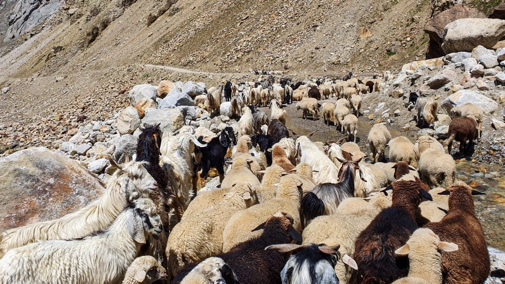 Sheep has blocked road in Spiti Valley