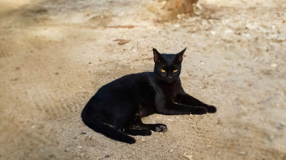 A Cat in Gili Air
